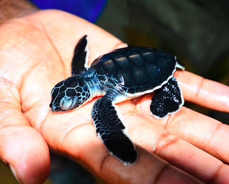 Kosgoda Turtle Hatchery