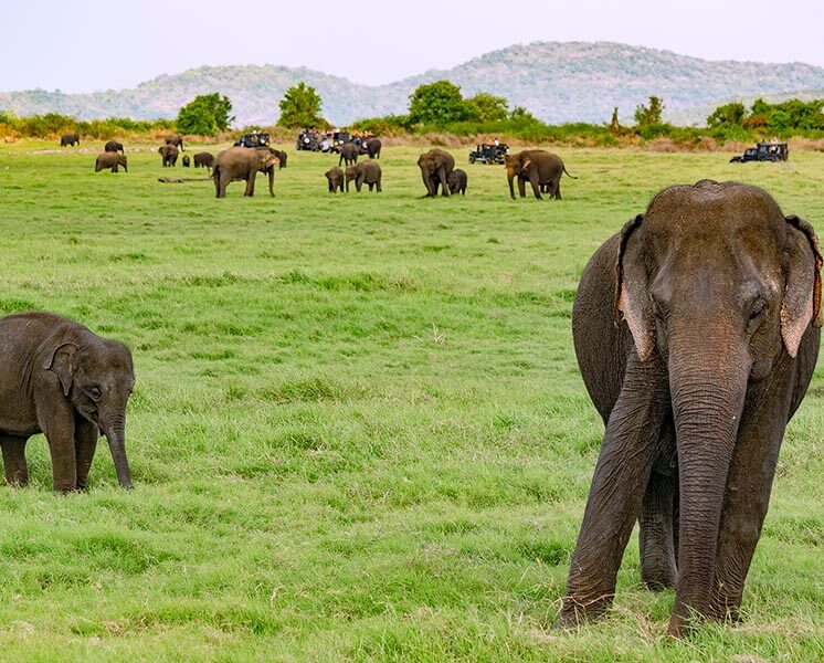 Minneriya National Park