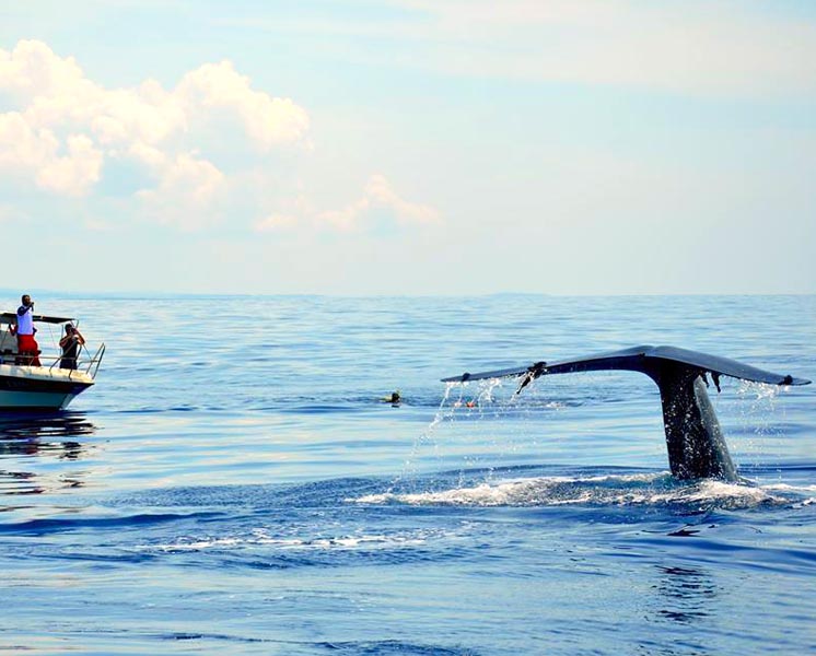 Mirissa Whale Watching