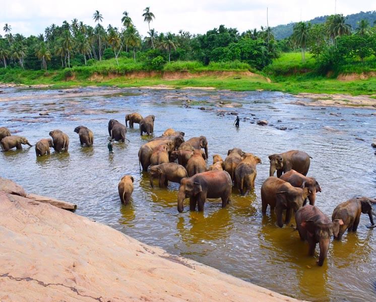 Pinnawala Elephant Orphanage