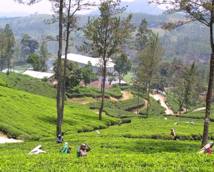 Tea Factory & Tea Plantations